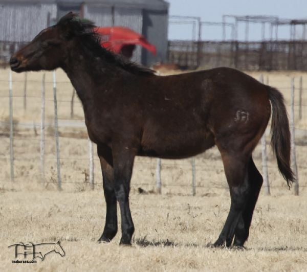 Salty Blue Rain's 2018 Roan Colt